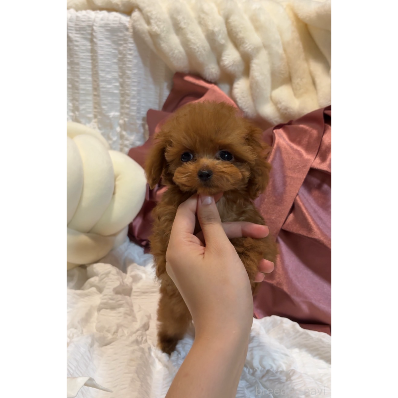 成約済の大阪府のティーカッププードル-411059の4枚目