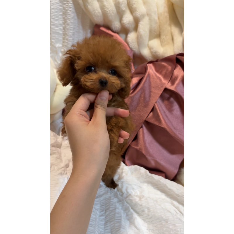 成約済の大阪府のティーカッププードル-411059の3枚目