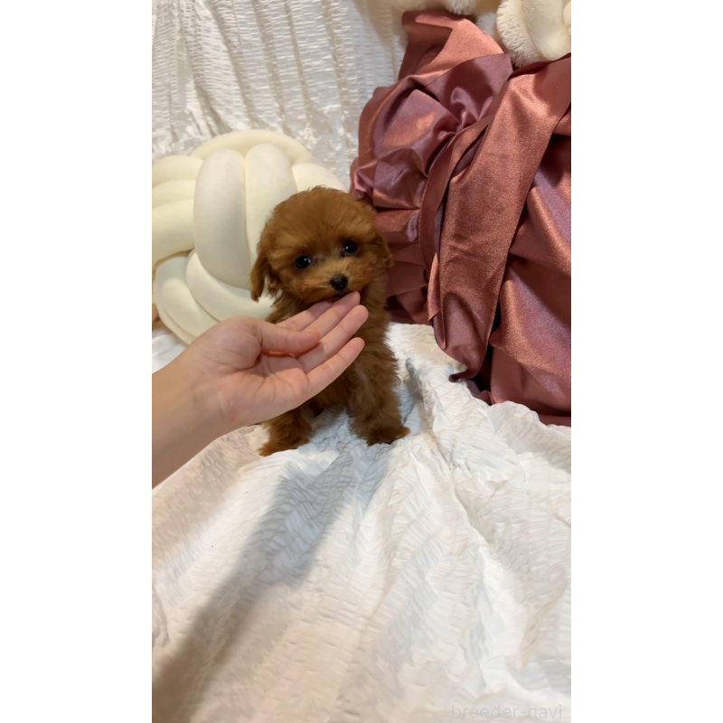 販売中の大阪府のティーカッププードル-412765の6枚目