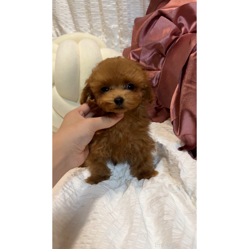 販売中の大阪府のティーカッププードル-412765の5枚目