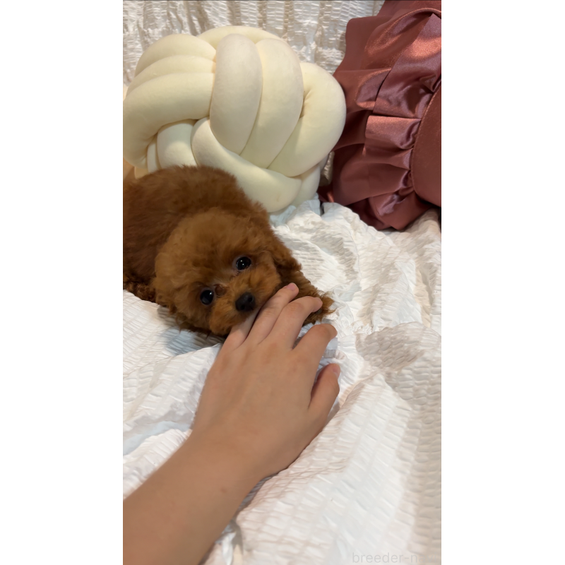 販売中の大阪府のティーカッププードル-412765の4枚目