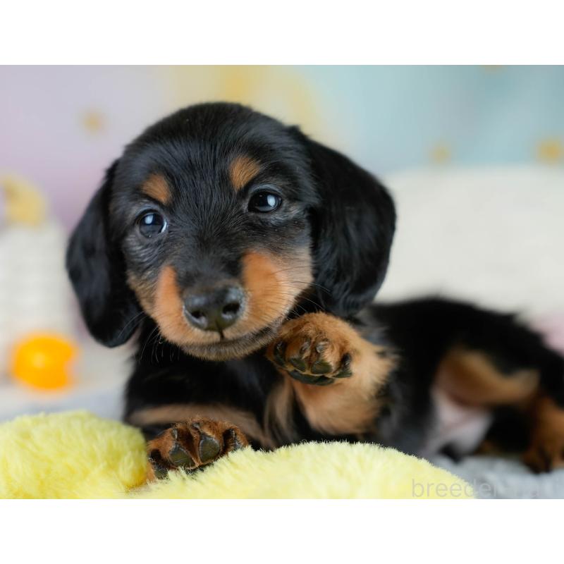 販売中の栃木県のカニンヘンダックスフンド(ロングヘアード)-431485の11枚目