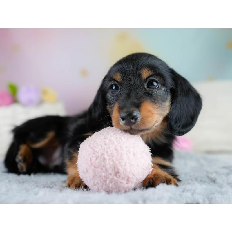 販売中の栃木県のカニンヘンダックスフンド(ロングヘアード)-431485の10枚目
