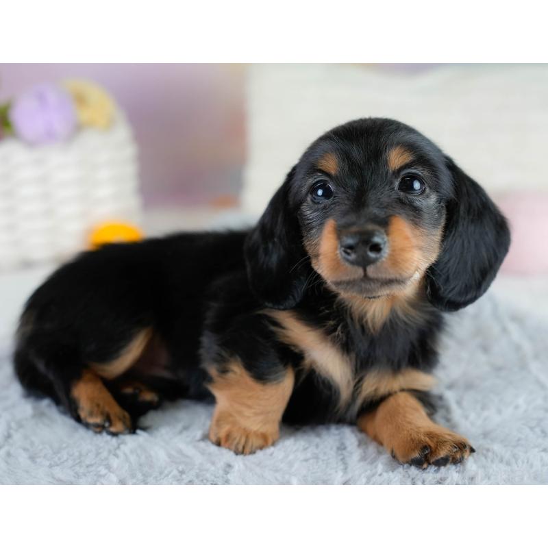 販売中の栃木県のカニンヘンダックスフンド(ロングヘアード)-431485の9枚目