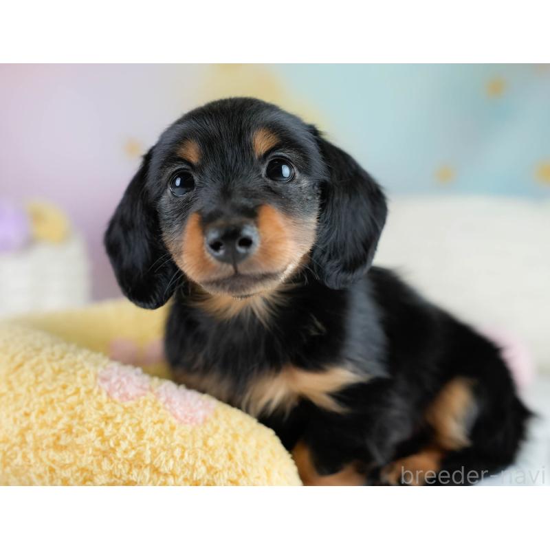 販売中の栃木県のカニンヘンダックスフンド(ロングヘアード)-431485の8枚目