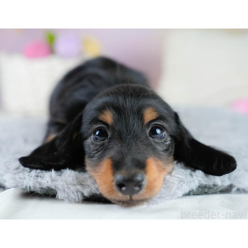 販売中の栃木県のカニンヘンダックスフンド(ロングヘアード)-431485の7枚目