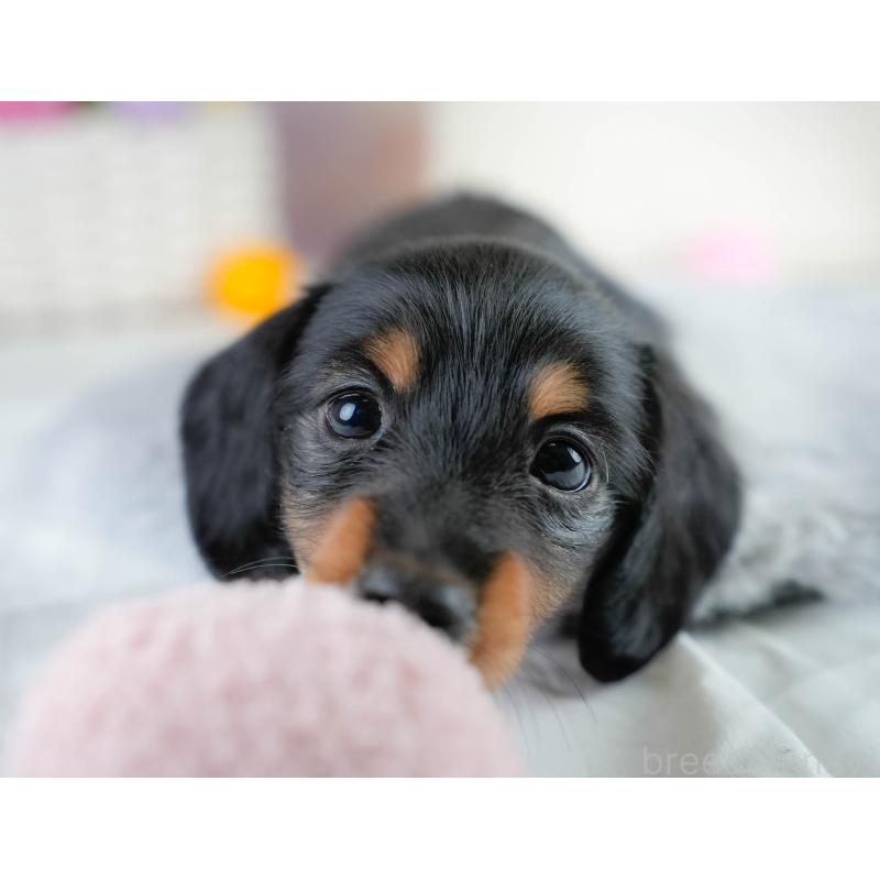 販売中の栃木県のカニンヘンダックスフンド(ロングヘアード)-431485の6枚目