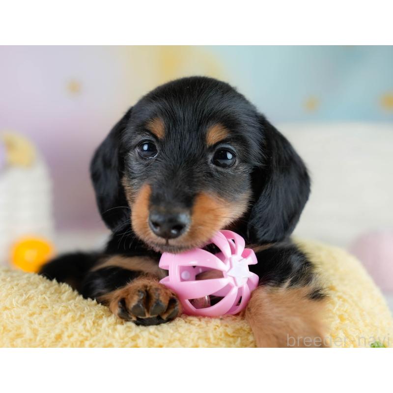 販売中の栃木県のカニンヘンダックスフンド(ロングヘアード)-431485の5枚目