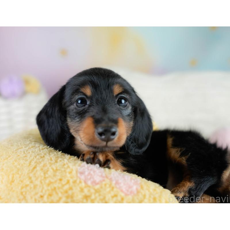 販売中の栃木県のカニンヘンダックスフンド(ロングヘアード)-431485の4枚目