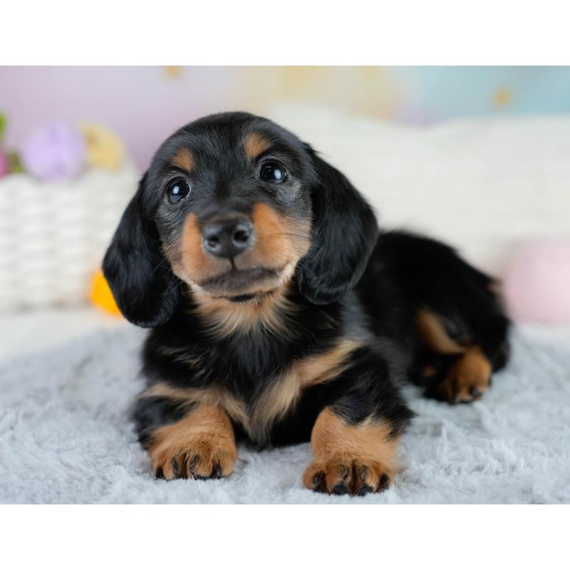 販売中の栃木県のカニンヘンダックスフンド(ロングヘアード)-431485の3枚目