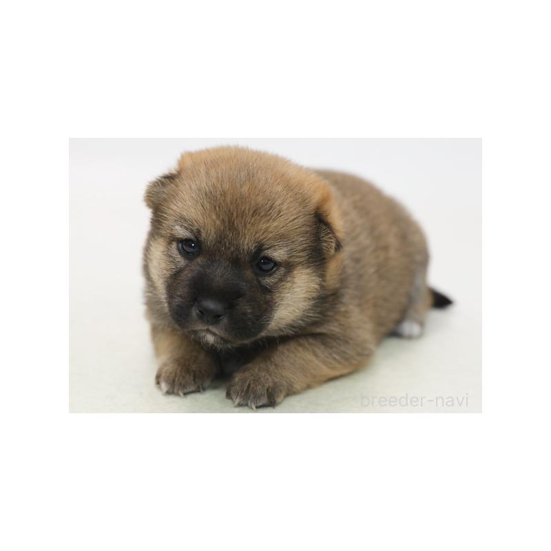 販売中の神奈川県の柴犬-431396