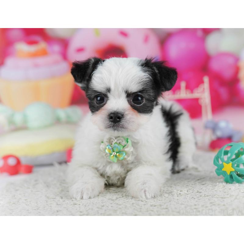 販売中の東京都のチワマル:チワワ×マルチーズ-432475