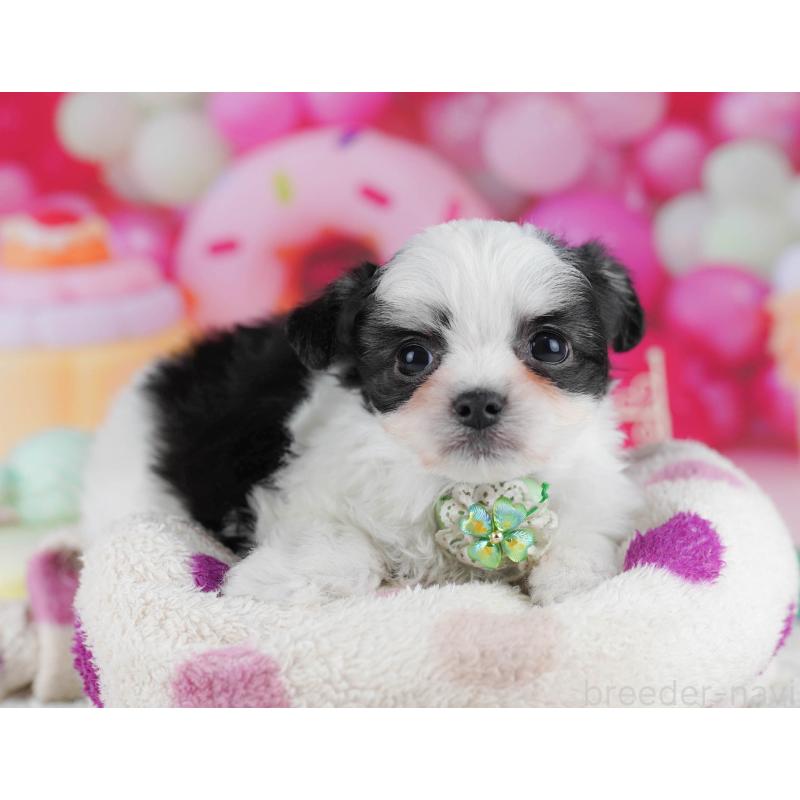 販売中の東京都のチワマル:チワワ×マルチーズ-432475の6枚目