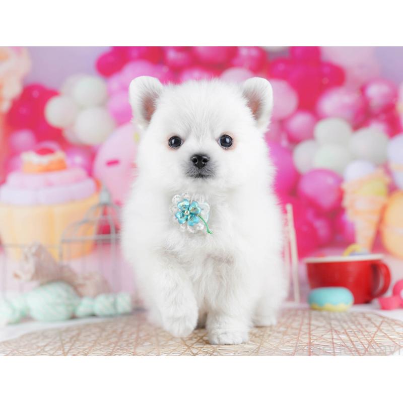 販売中の東京都のポメチワ:ポメラニアン×チワワ-432472