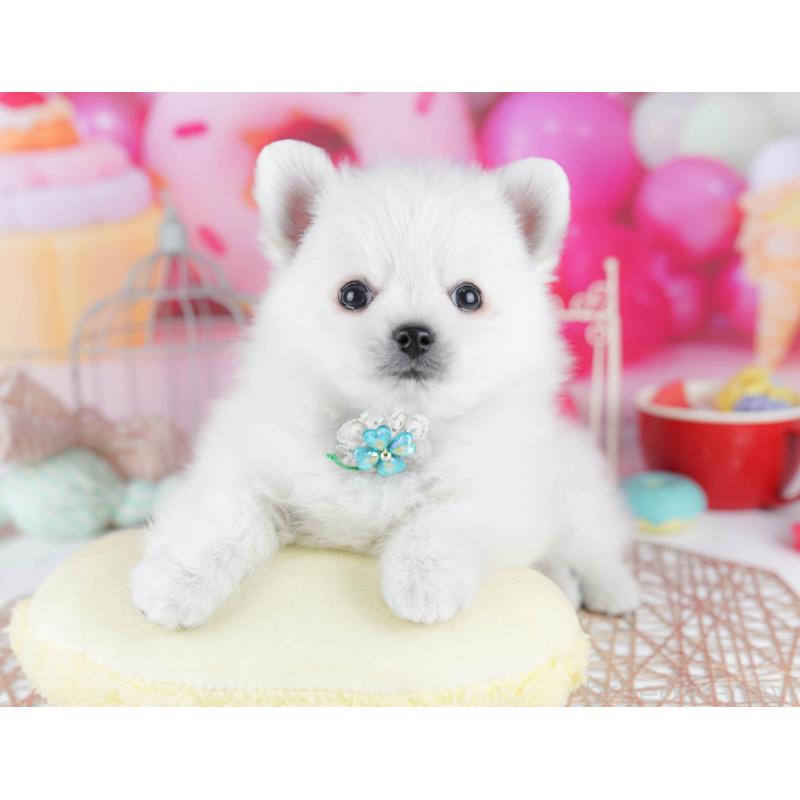 販売中の東京都のポメチワ:ポメラニアン×チワワ-432472の11枚目