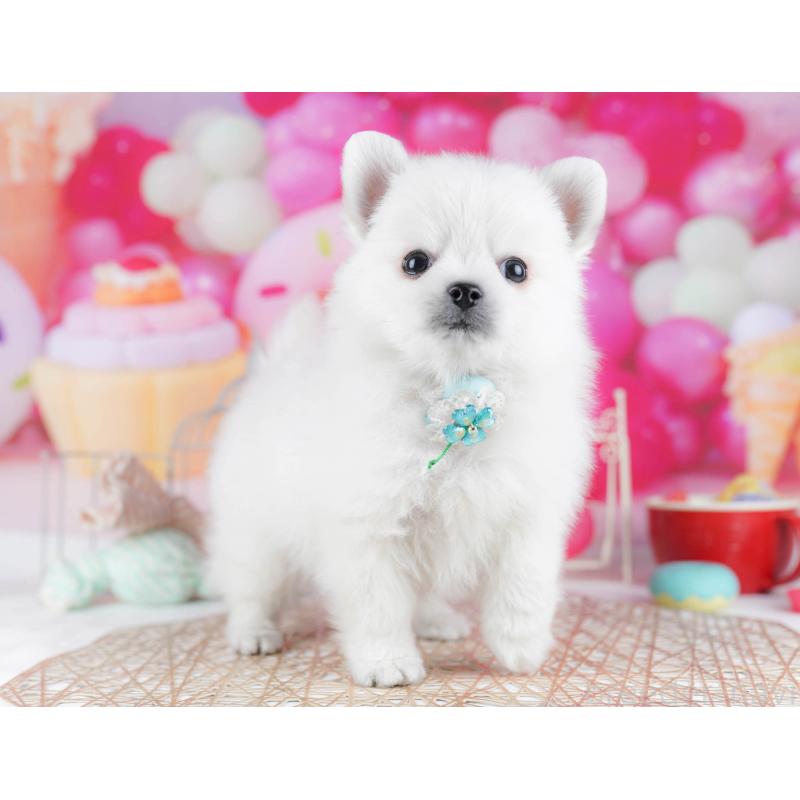 販売中の東京都のポメチワ:ポメラニアン×チワワ-432472の10枚目