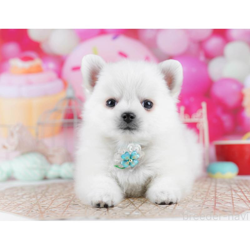 販売中の東京都のポメチワ:ポメラニアン×チワワ-432472の9枚目