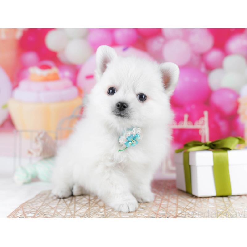 販売中の東京都のポメチワ:ポメラニアン×チワワ-432472の8枚目