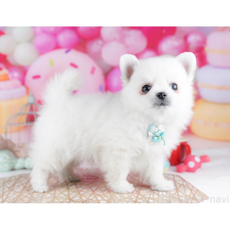 販売中の東京都のポメチワ:ポメラニアン×チワワ-432472の7枚目