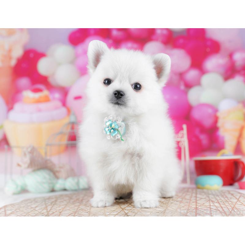 販売中の東京都のポメチワ:ポメラニアン×チワワ-432472の6枚目