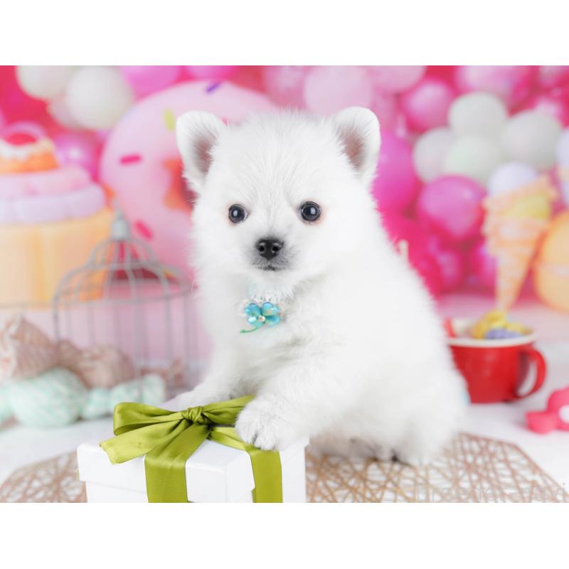 販売中の東京都のポメチワ:ポメラニアン×チワワ-432472の5枚目