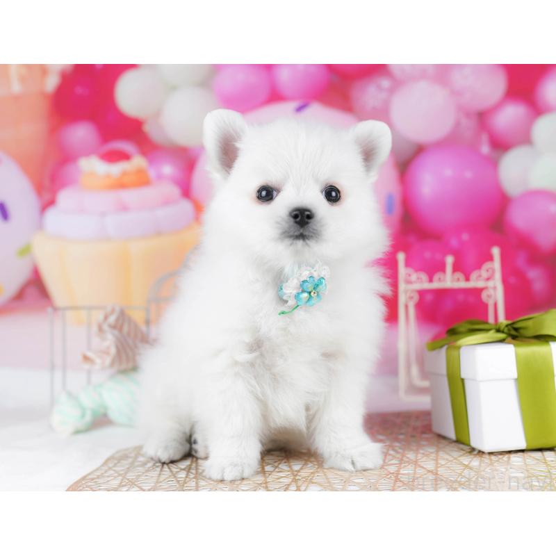 販売中の東京都のポメチワ:ポメラニアン×チワワ-432472の4枚目