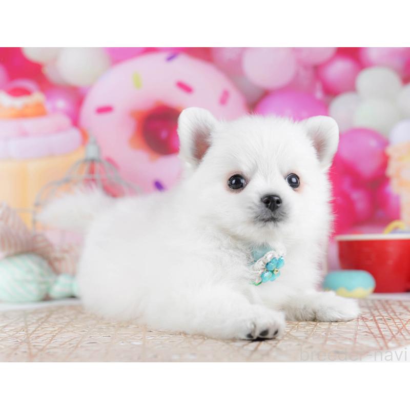 販売中の東京都のポメチワ:ポメラニアン×チワワ-432472の3枚目