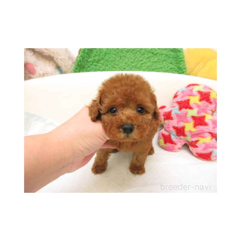 販売中の大阪府のトイプードル-431397の2枚目