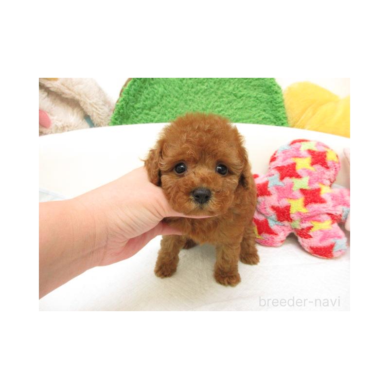 販売中の大阪府のトイプードル-431397の1枚目