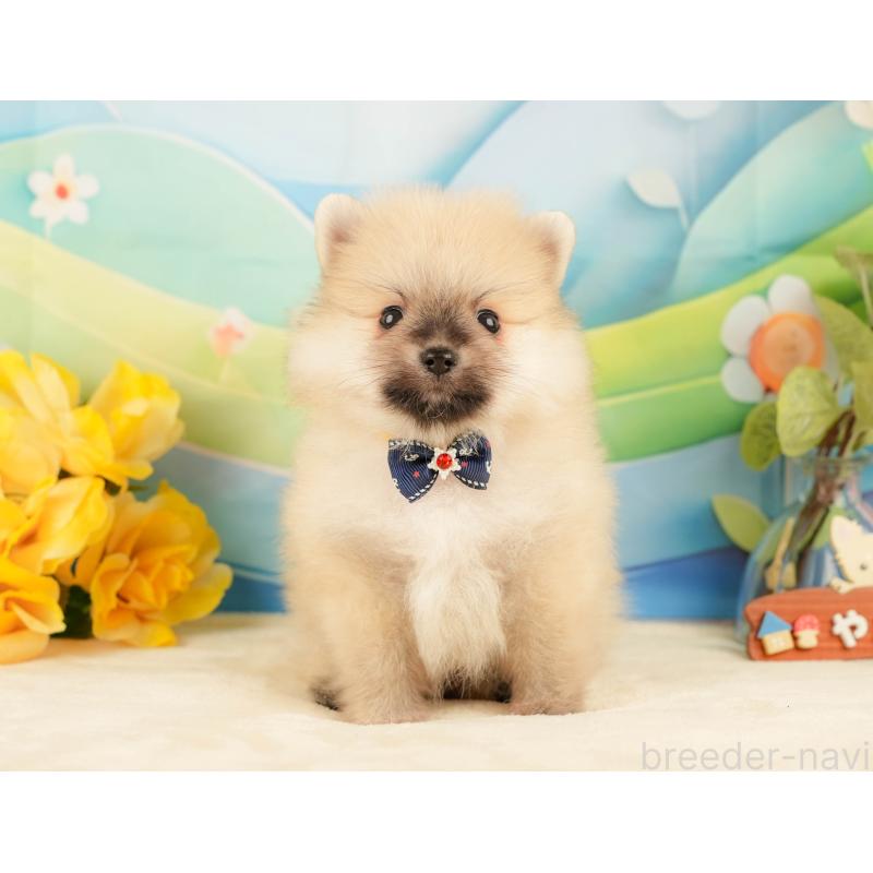 販売中の静岡県のポメラニアン-431398の9枚目