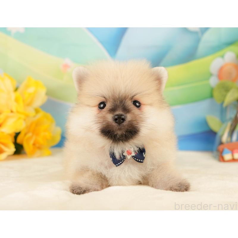 販売中の静岡県のポメラニアン-431398の8枚目