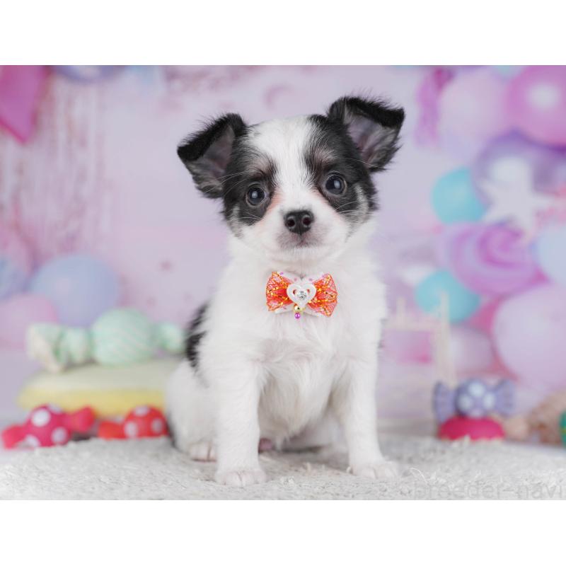 販売中の東京都のチワワ(ロングコート)-432471