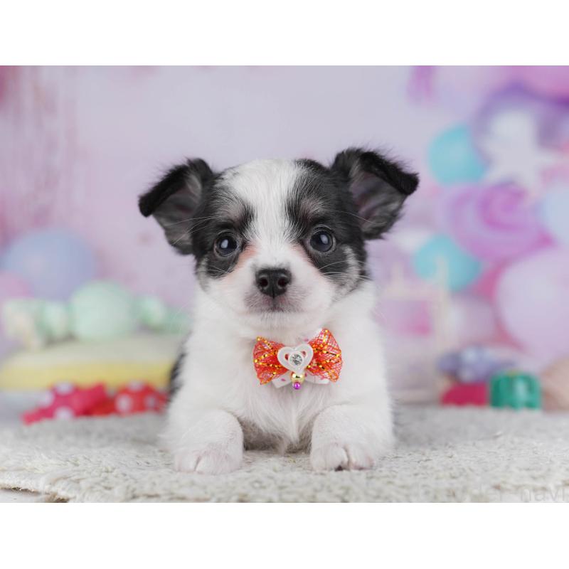 販売中の東京都のチワワ(ロングコート)-432471の8枚目