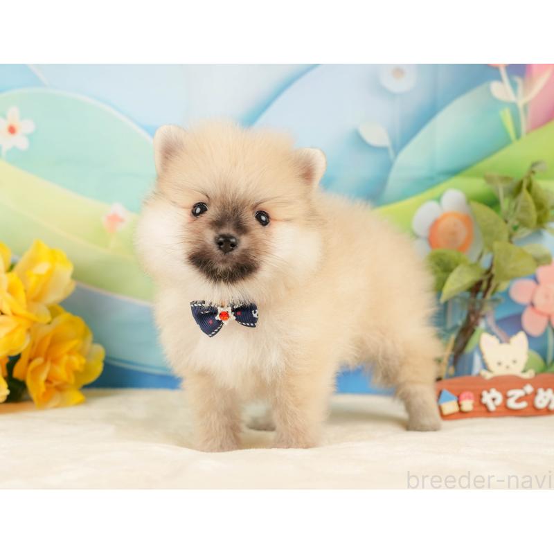 販売中の静岡県のポメラニアン-431398の7枚目