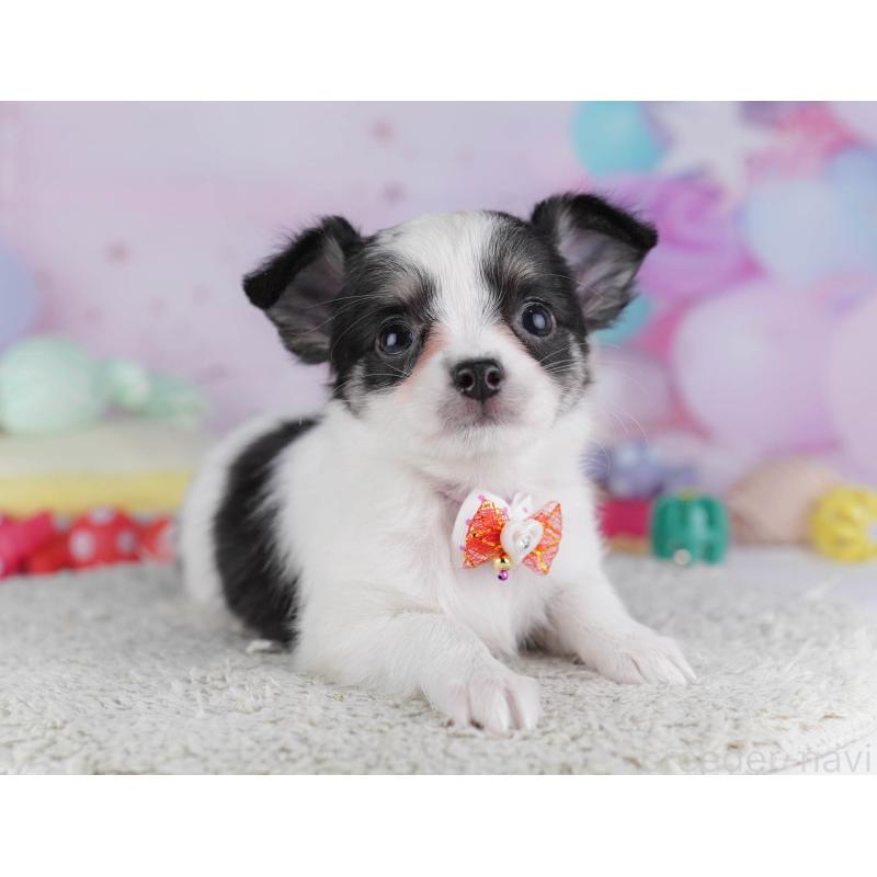 販売中の東京都のチワワ(ロングコート)-432471の7枚目