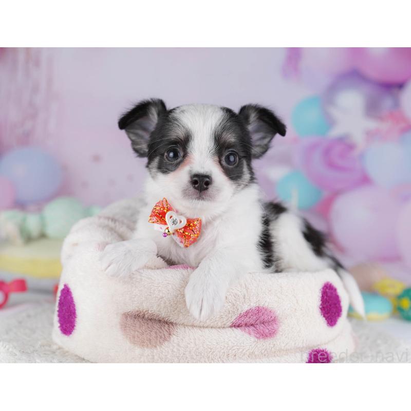 販売中の東京都のチワワ(ロングコート)-432471の6枚目