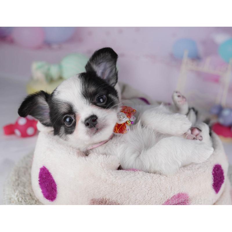 販売中の東京都のチワワ(ロングコート)-432471の5枚目