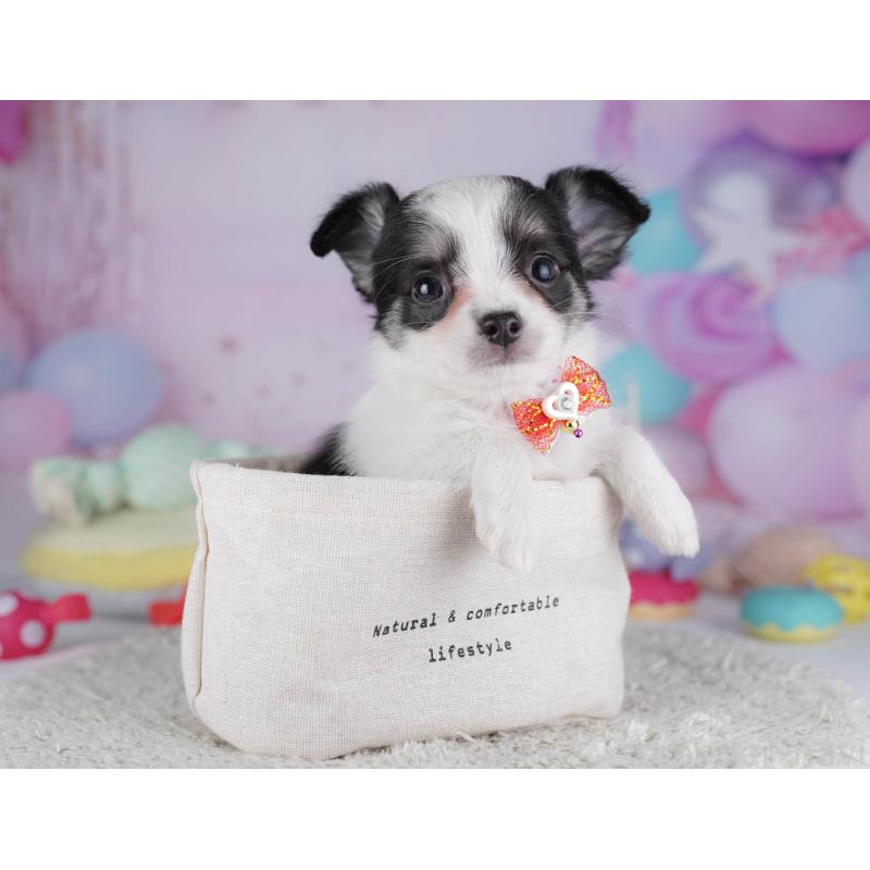 販売中の東京都のチワワ(ロングコート)-432471の4枚目