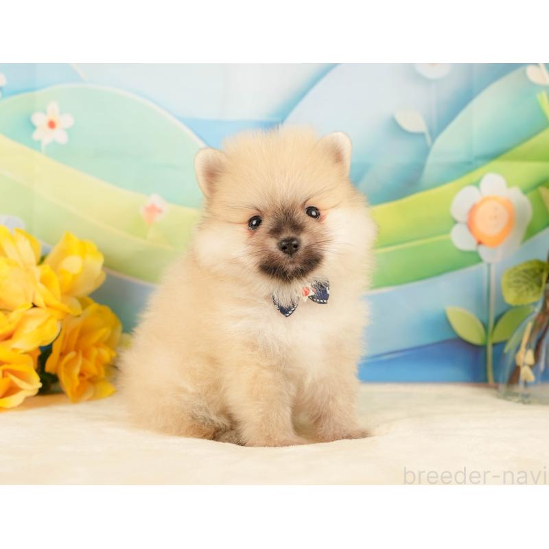 販売中の静岡県のポメラニアン-431398の5枚目