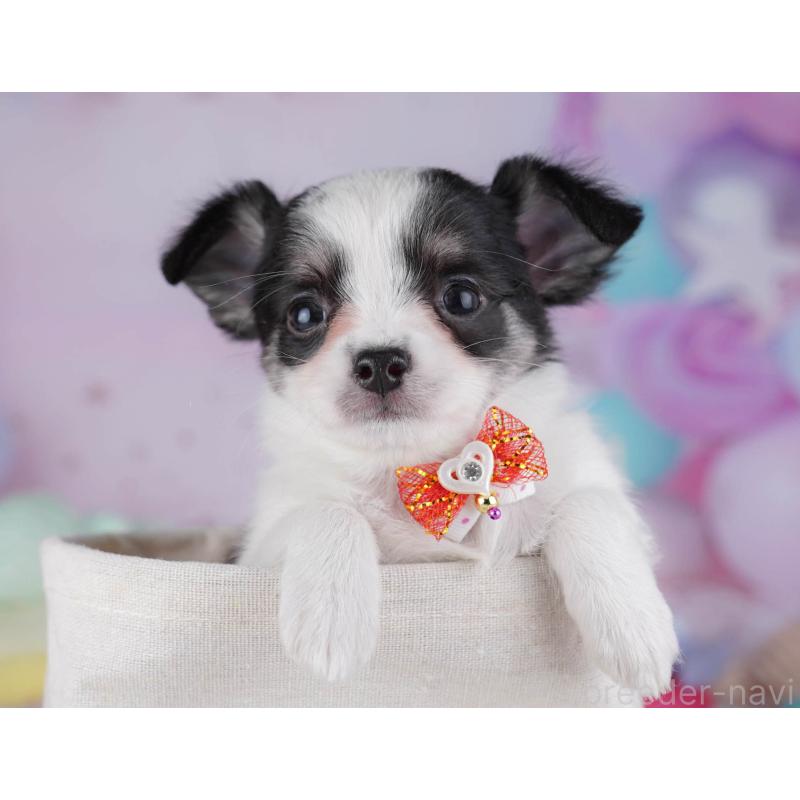 販売中の東京都のチワワ(ロングコート)-432471の3枚目