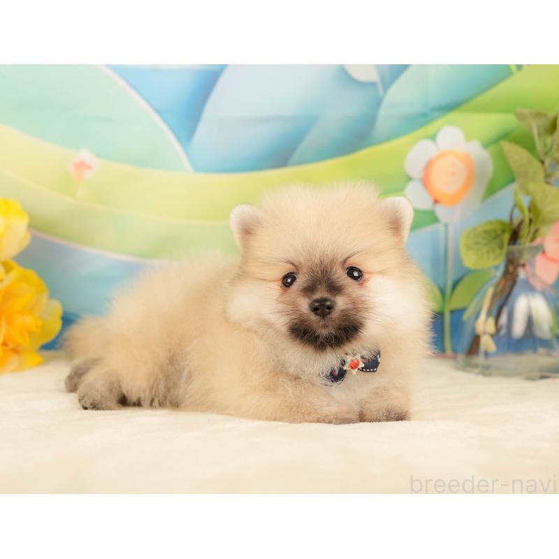 販売中の静岡県のポメラニアン-431398の4枚目