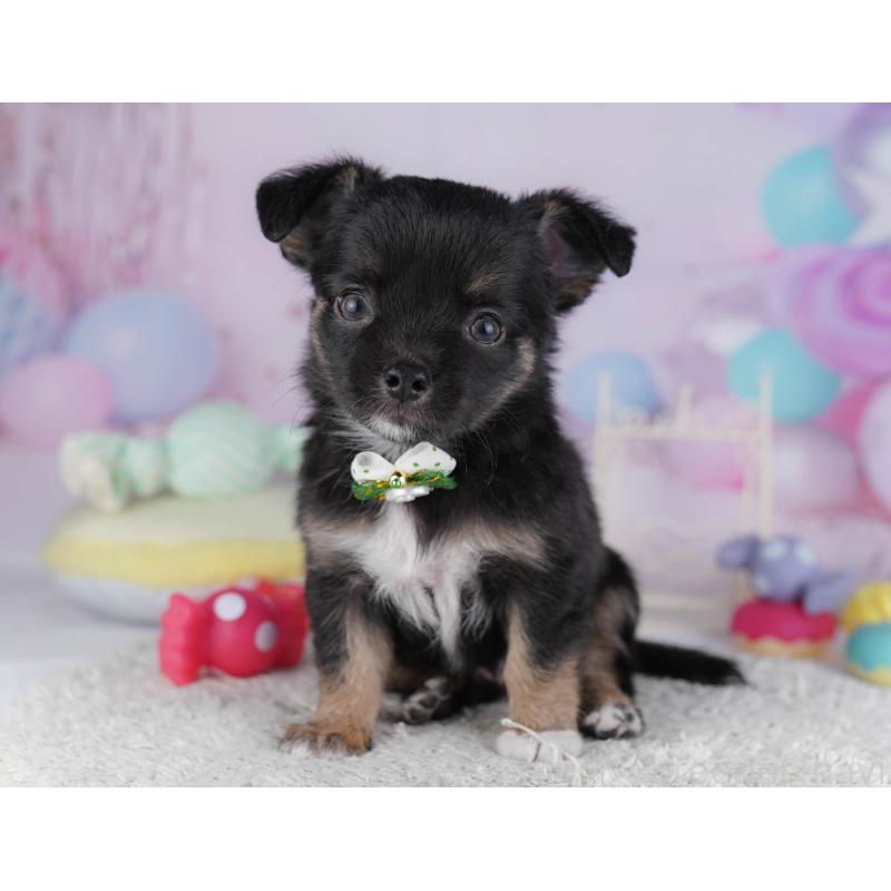 販売中ののチワワ(ロングコート)-432468