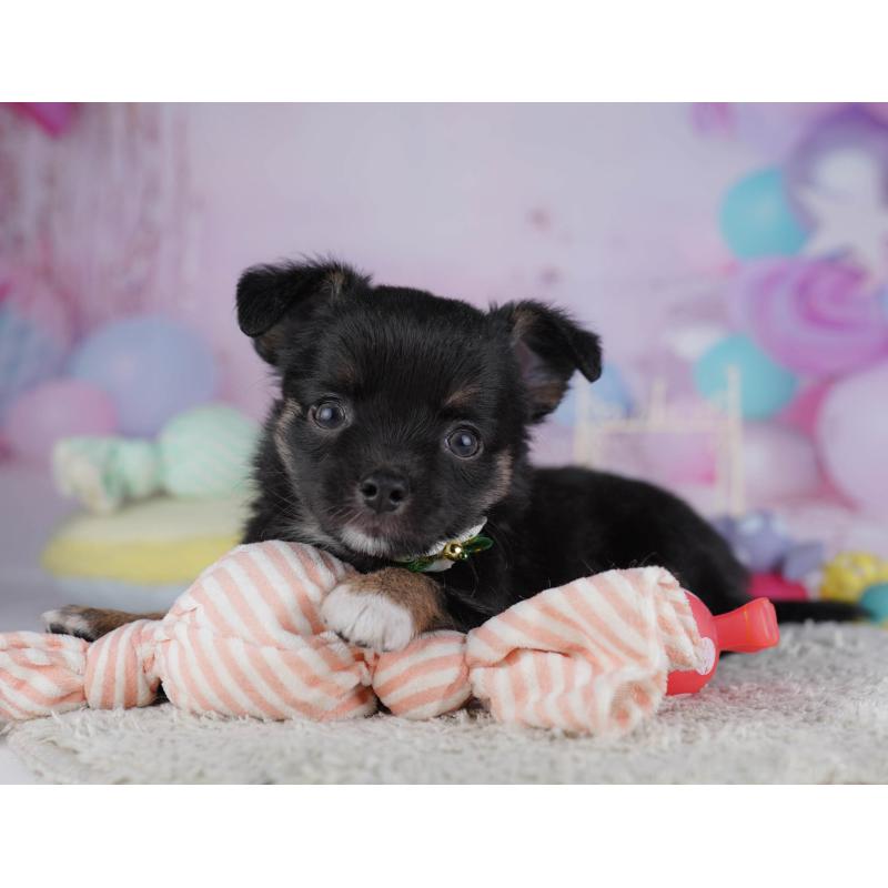 販売中の東京都のチワワ(ロングコート)-432468の8枚目