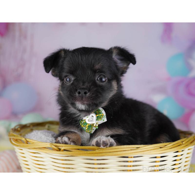 販売中の東京都のチワワ(ロングコート)-432468の7枚目