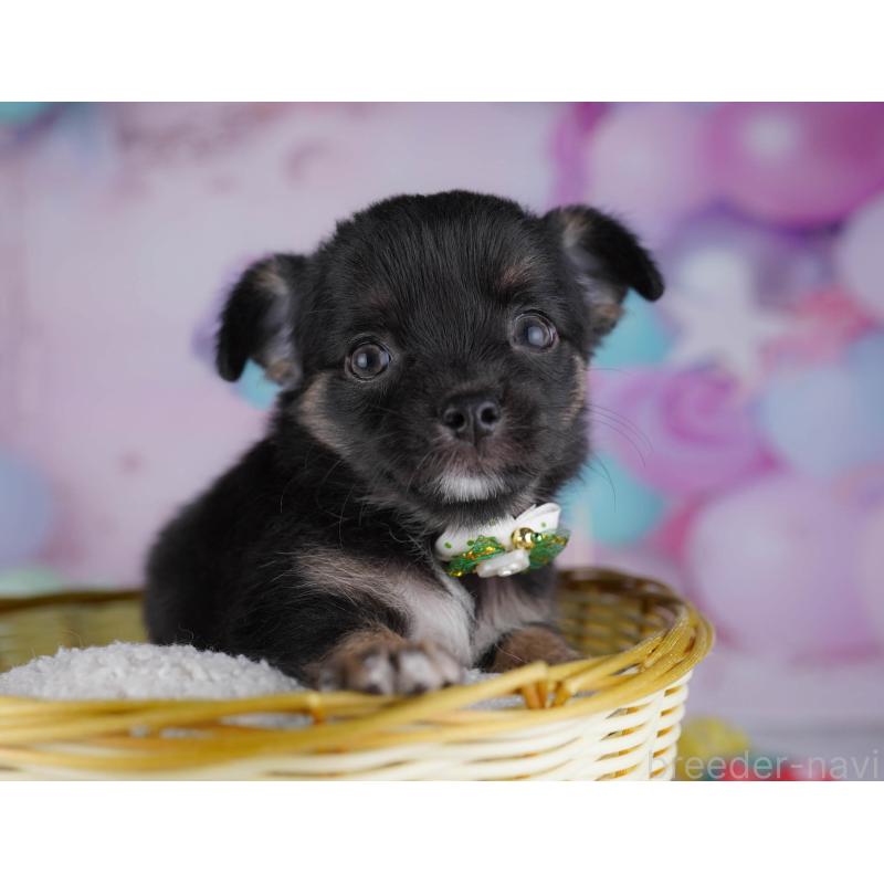 販売中の東京都のチワワ(ロングコート)-432468の6枚目