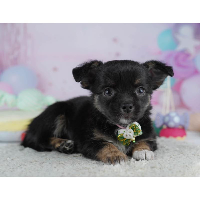 販売中の東京都のチワワ(ロングコート)-432468の5枚目