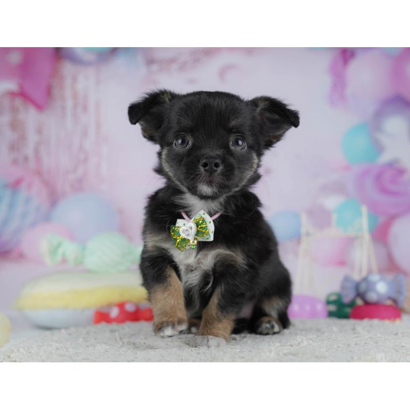 販売中の東京都のチワワ(ロングコート)-432468の4枚目