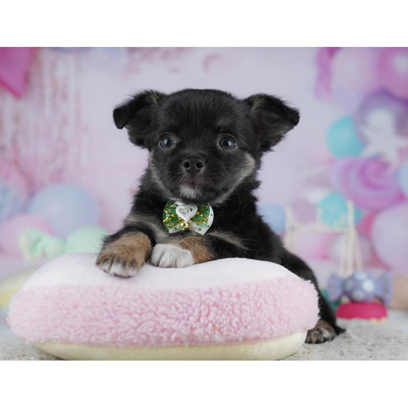 販売中の東京都のチワワ(ロングコート)-432468の3枚目