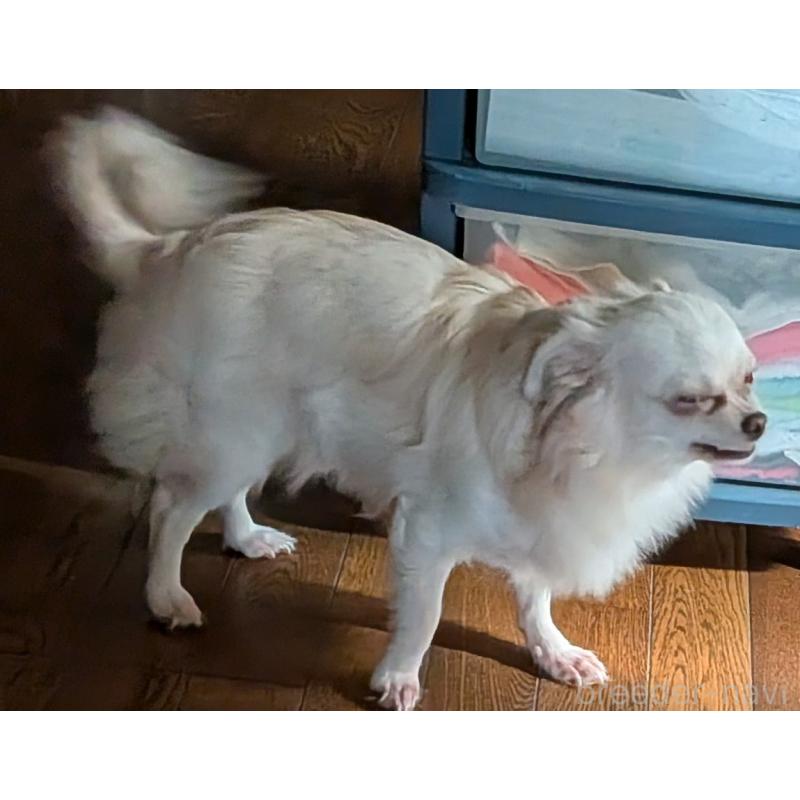 販売中の新潟県のチワワ(ロングコート)-431404の4枚目