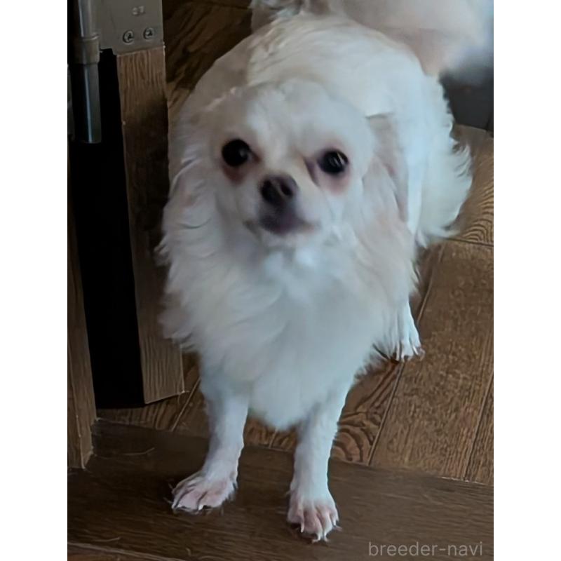 販売中の新潟県のチワワ(ロングコート)-431404の3枚目